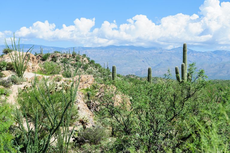 A Giant Saguaro, one of the largest cacti in the World, in Saguaro National Park, near Tucson Arizona